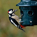 Great spotted woodpecker