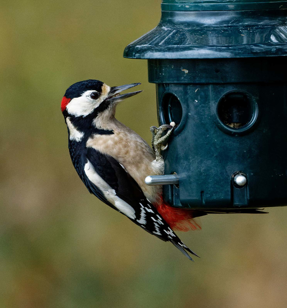 Great spotted woodpecker