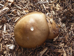 Fungi in the woodchips