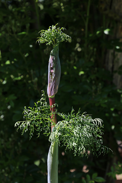 Pom-pom girl , l'ambition d'une plante potagère .