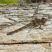20210927 2946CPw [D~LIP] Große Heidelibelle (Sympetrum striolatum) [w], UWZ, Bad Salzuflen