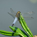 Großer Blaupfeil am Wasserlilie