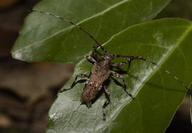 IMG 2231 Long horned Beetle