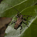 IMG 2231 Long horned Beetle