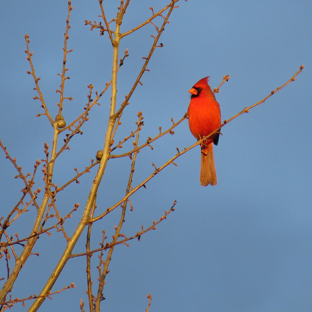 Northern cardinal - male