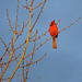Northern cardinal - male