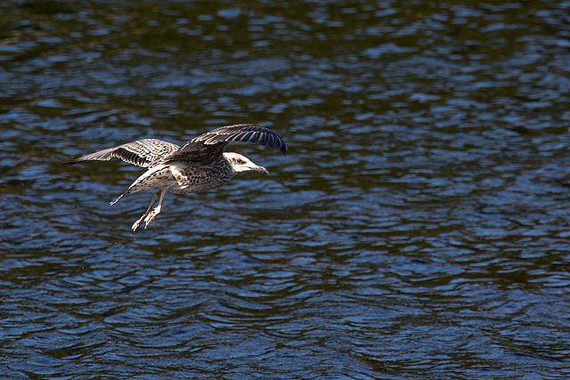 20140911 5198VRAw [NL] Möwe, Terschelling