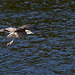 20140911 5198VRAw [NL] Möwe, Terschelling