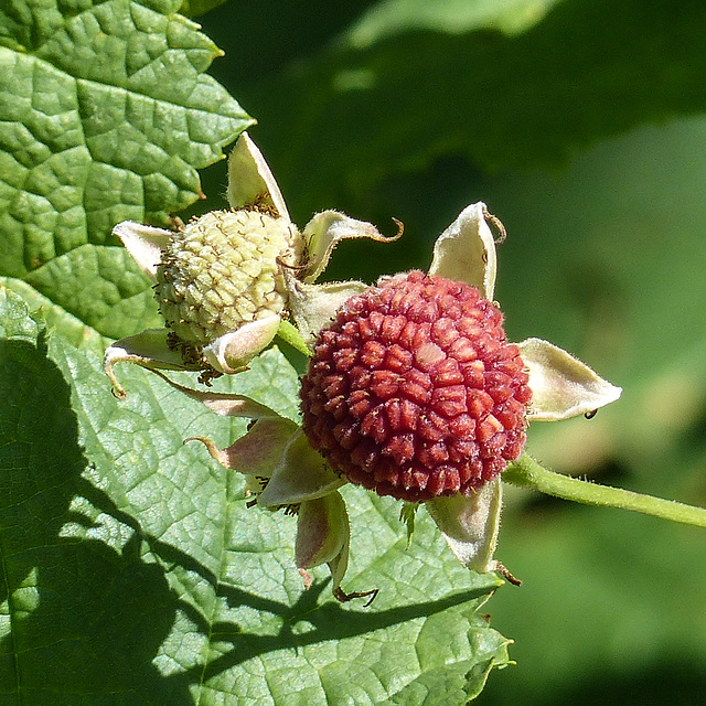 Purple-flowering Raspberry