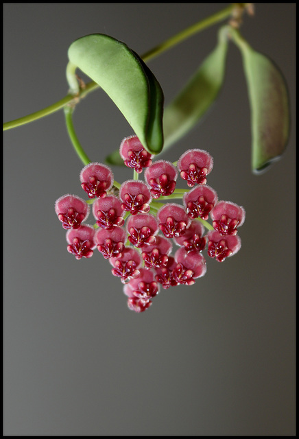 Hoya wayettii