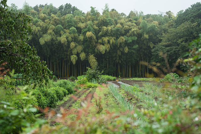 Bamboo forest