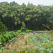 Bamboo forest