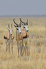 Springboks