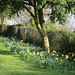 Daffodil Walk