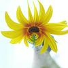 kl. Zausel (((•‿•))) sunflower with a new hairstyle.