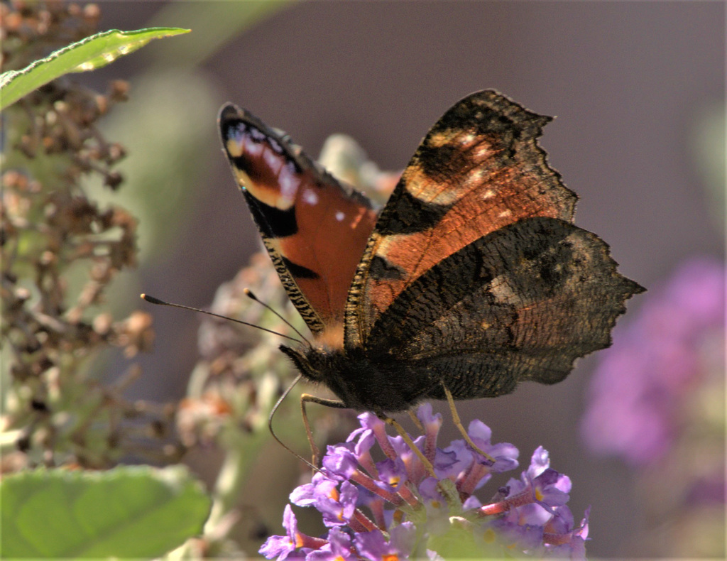Peacock Butterfly. Inachis io
