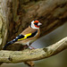 Goldfinch