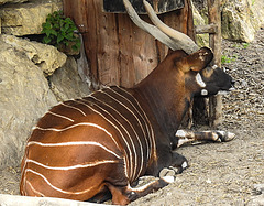 20210709 1460CPw [D~OS] Bongo, Zoo Osnabrück