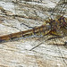 20210927 2947CPw [D~LIP] Große Heidelibelle (Sympetrum striolatum) [w], UWZ, Bad Salzuflen