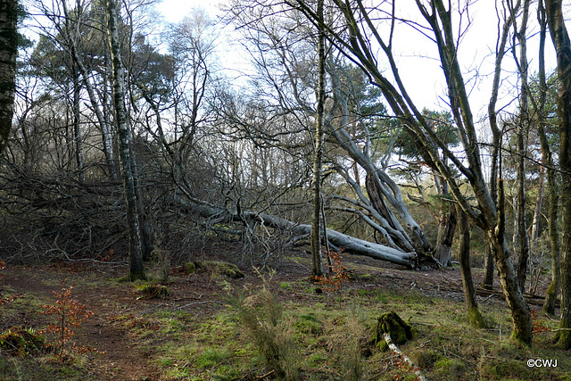 Recent gales have brought down a number of old trees
