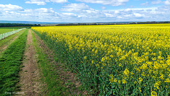 Gold field (3 x PiPs)