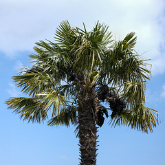 Palm Tree