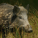 Sanglier  (77)