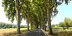 Tree avenue