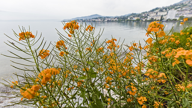 170518 fleurs Montreux