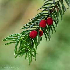 Yew Tree Berrys