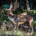 Tiergarten Hannover