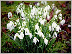 Snowdrops ~ Spring not far away!