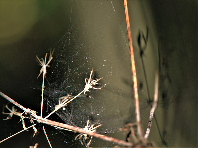 Webs