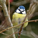 Blue tit