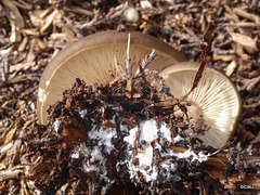 Fungi in the woodchips