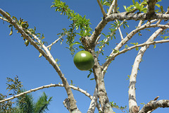 Dominican Republic, Branches of the Calabash Tree and One Fetus