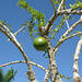 Dominican Republic, Branches of the Calabash Tree and One Fetus