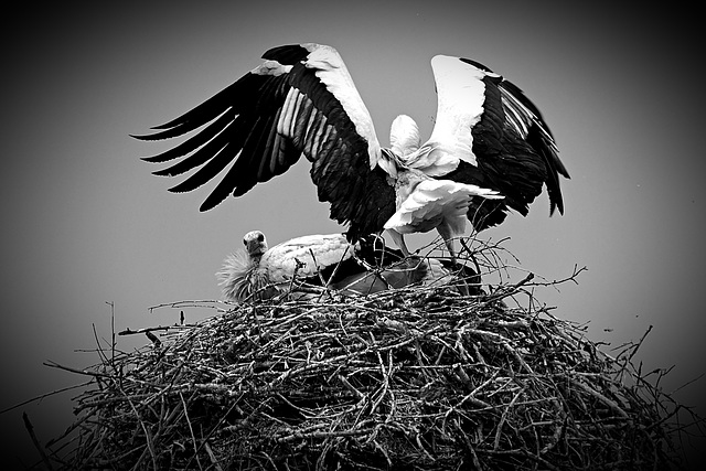 Storch groß und Storch klein