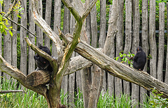 20210709 1461CPw [D~OS] Schimpanse, Zoo Osnabrück