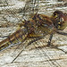 20210927 2948CPw [D~LIP] Große Heidelibelle (Sympetrum striolatum) [w], UWZ, Bad Salzuflen