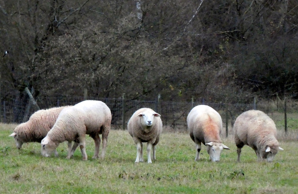 Schafgruppe bei Dernbach/Südpfalz