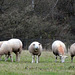 Schafgruppe bei Dernbach/Südpfalz