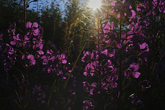 Lofoten evening flowers 1