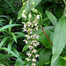 Helleborine Orchid (Epipactis helleborine)