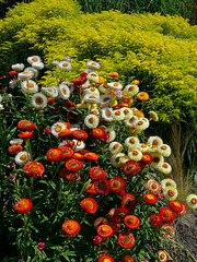 Helichrysum and Golden Rod