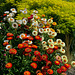 Helichrysum and Golden Rod