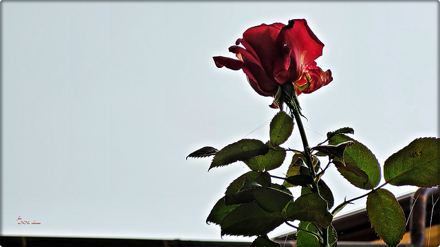 Eine Rose ist eine Rose ... ist eine Rose ....