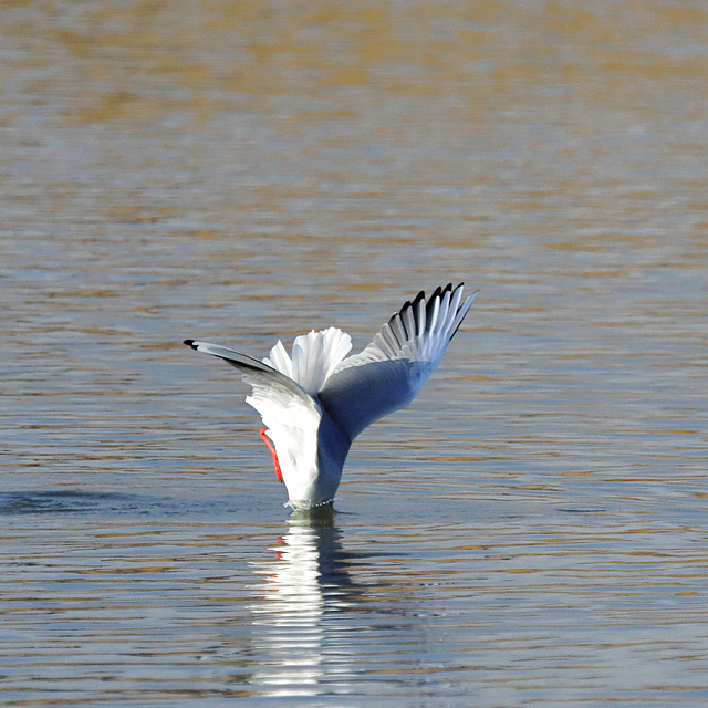 EOS 90D Peter Harriman 13 24 48 26810 blackHeadedGullFishing dpp