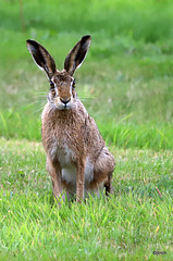 Spectator watching me set off on my early morning circuit through the woods