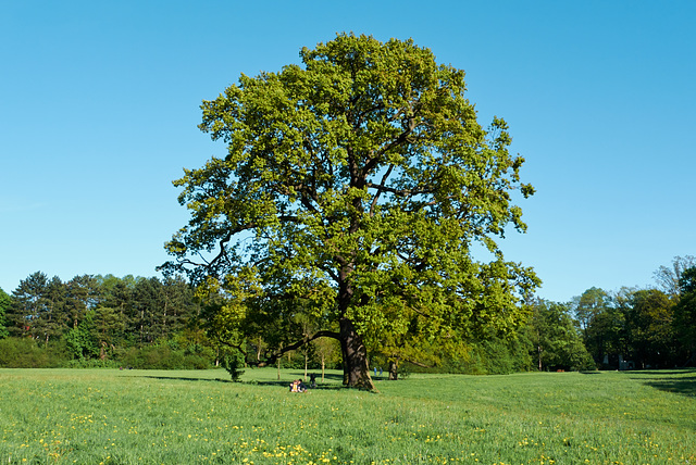 baum-1200985-co-10-05-15